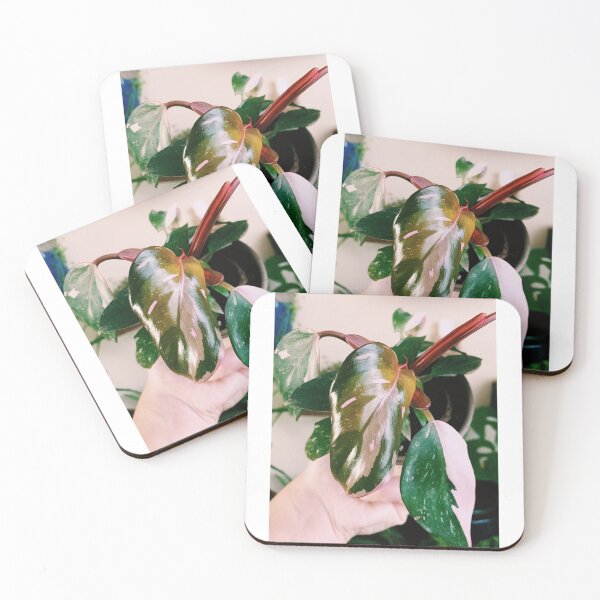 Item preview, Philodendron Pink Princess 4 designed and sold by grdnstplantmom.