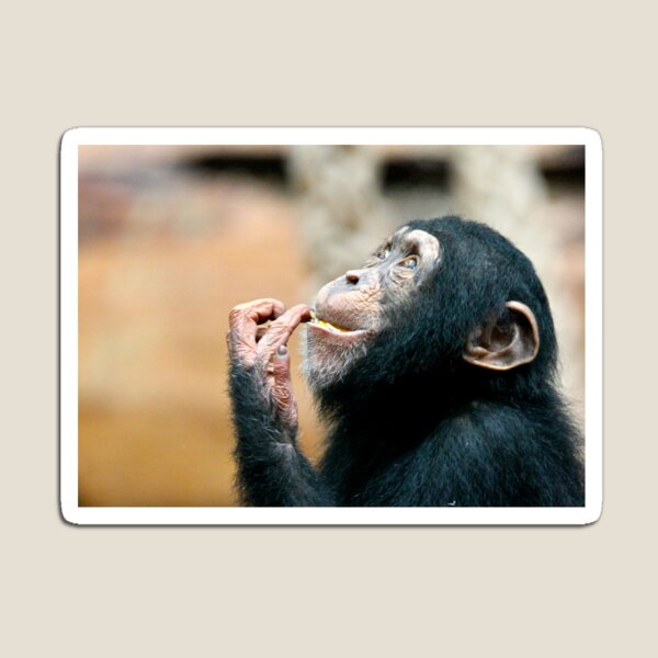 Item preview, Young Chimp designed and sold by Sheila Smith.