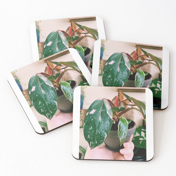 Item preview, Philodendron Pink Princess 5 designed and sold by grdnstplantmom.