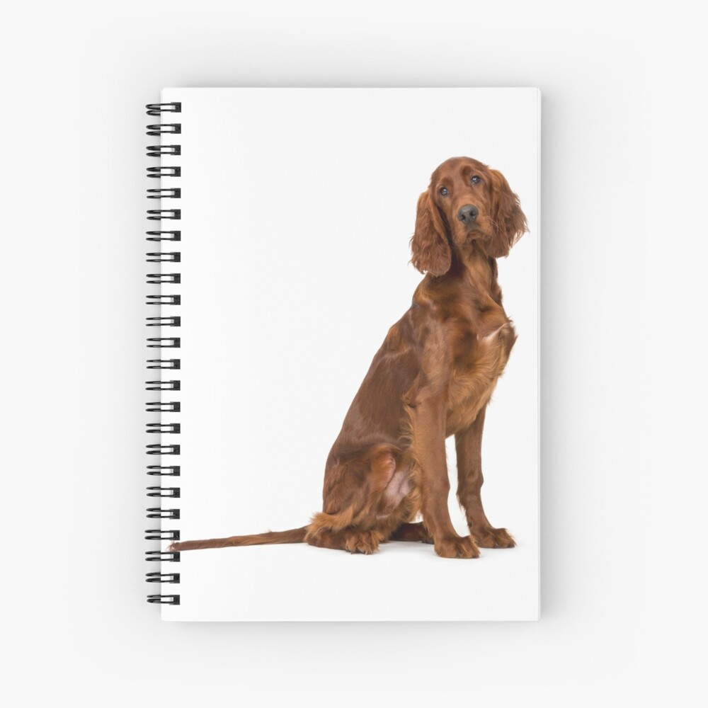 young irish setter