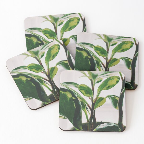 Item preview, Peperomia Marble designed and sold by grdnstplantmom.