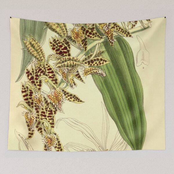 Item preview, Catasetum quadridens Curtis' 128 (Ser. 3 no. 58) pl. 7864 (1902) designed and sold by EsotericBotanic.