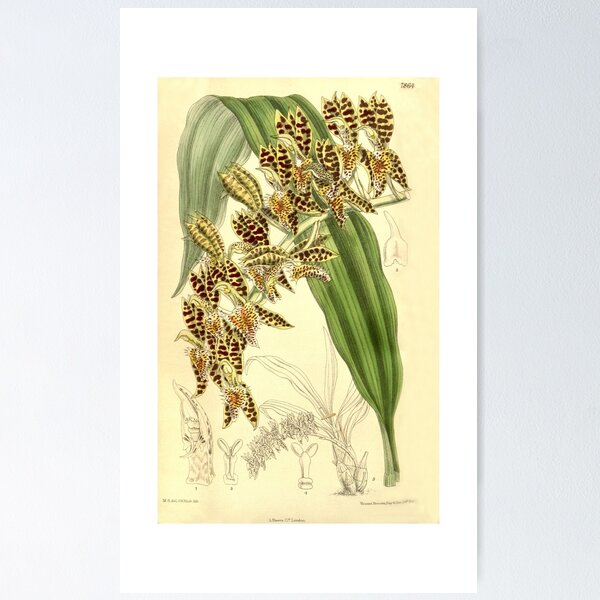 Item preview, Catasetum quadridens Curtis' 128 (Ser. 3 no. 58) pl. 7864 (1902) designed and sold by EsotericBotanic.