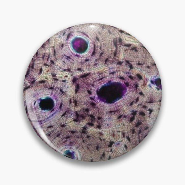 Item preview, Cross Section of Compact Bone designed and sold by ACH-Designs.