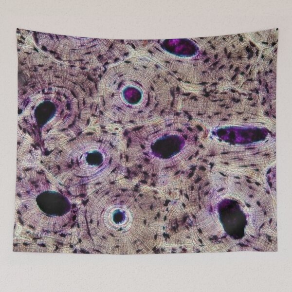 Item preview, Cross Section of Compact Bone designed and sold by ACH-Designs.