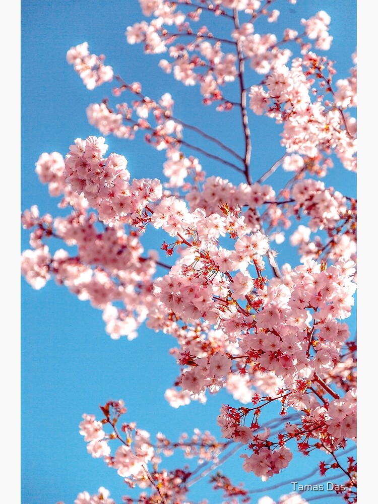 Beautiful Cherry Blossom Sakura Flower Tree