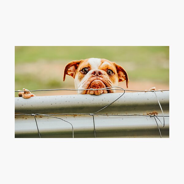 Artikel-Vorschau von Oink die britische Bulldogge, designt und verkauft von gympietog.