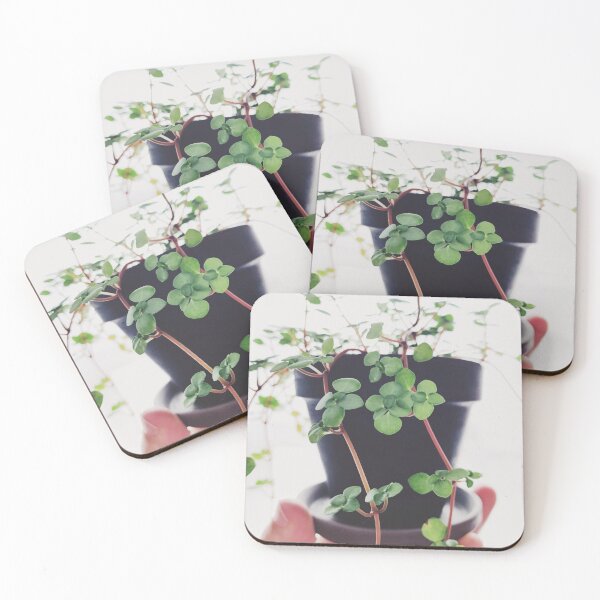 Item preview, Pilea Glauca designed and sold by grdnstplantmom.