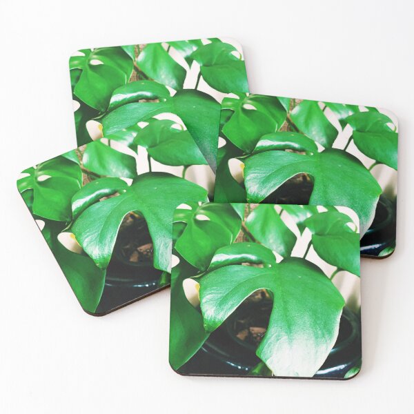 Item preview, Rhaphidophora Tetrasperma 3 designed and sold by grdnstplantmom.