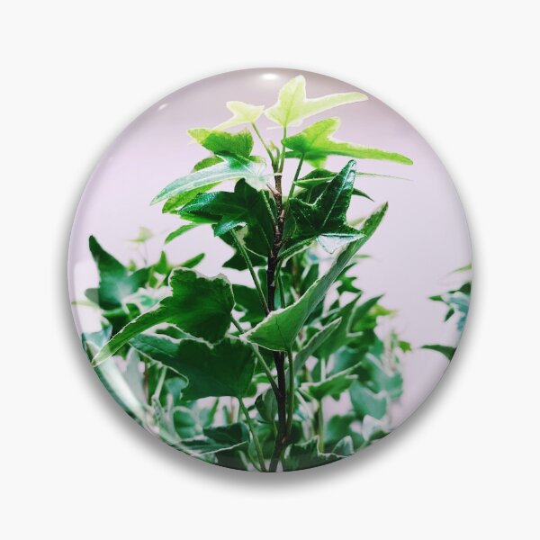 Artikelvorschau, Bunter englischer Efeu entworfen und verkauft von grdnstplantmom.