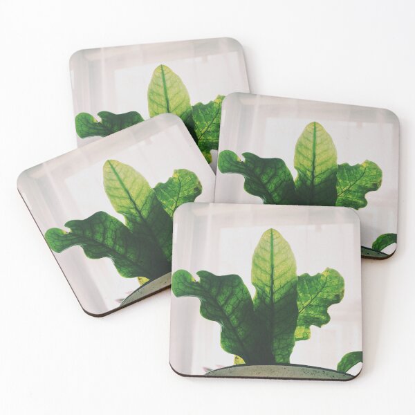 Item preview, Crocodile Fern designed and sold by grdnstplantmom.