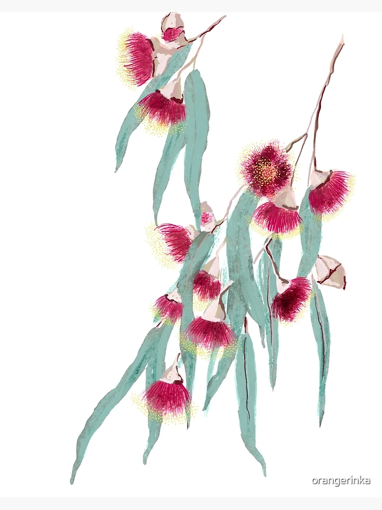 Watercolour Flowering Gum Blossoms Painting, Australian Native Flower Art, Australian Flora, Gum Leaves, Aussie Xmas Gift, Australian 2024 Floral