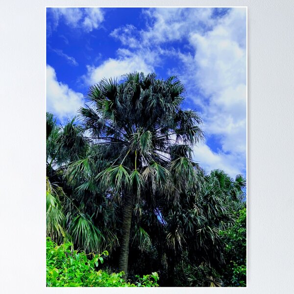 Item preview, Australian Palm Tree designed and sold by TheShahinDesign.