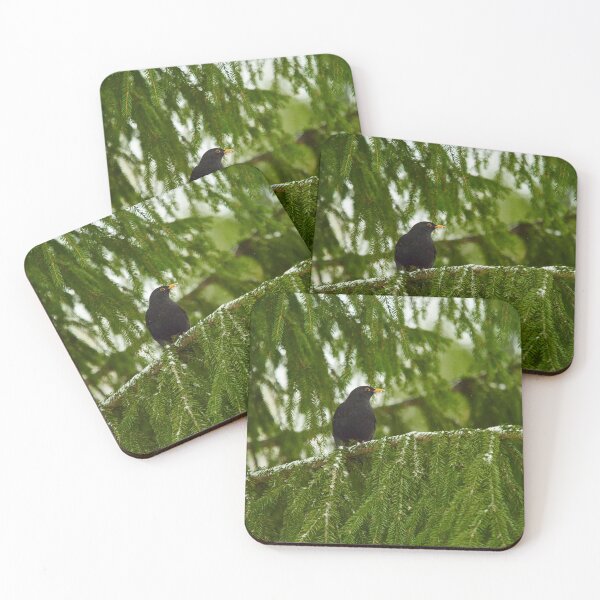 Item preview, Eurasian blackbird hiding in the spruce designed and sold by Jouko Lehto Photography.