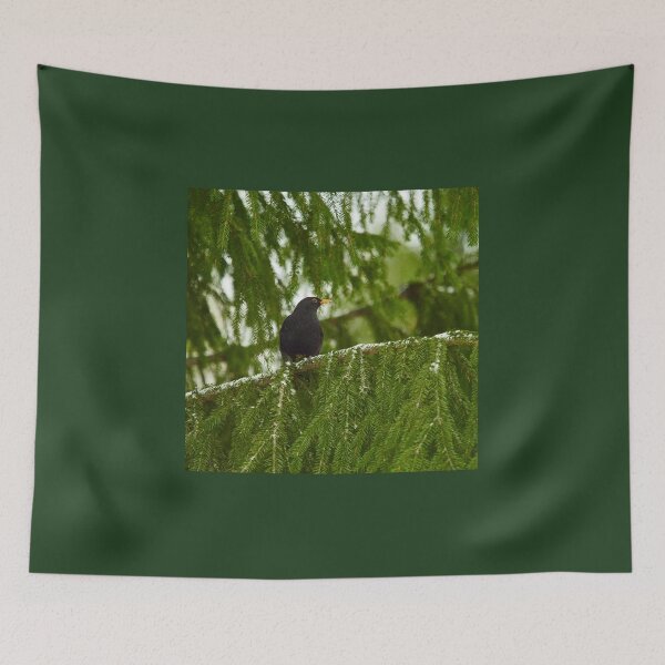 Item preview, Eurasian blackbird hiding in the spruce designed and sold by Jouko Lehto Photography.