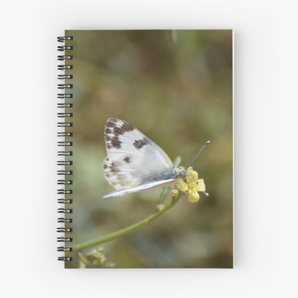 Item preview, Butterfly in Jerusalem designed and sold by DanaLauraPhoto.