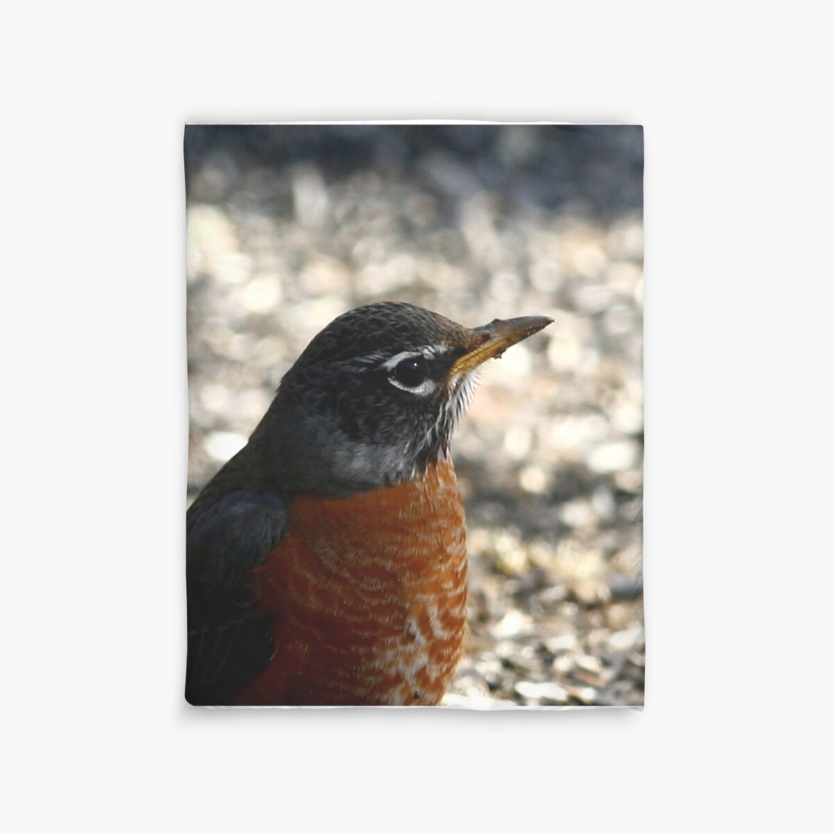 "American Robin" Duvet Covers by Enola Wagner Redbubble