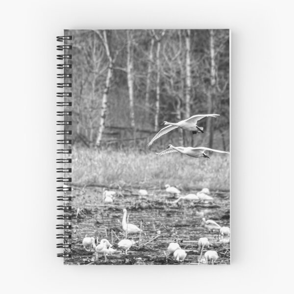 Item preview, Tundra Swans 2016-1 designed and sold by Thomasyoung.