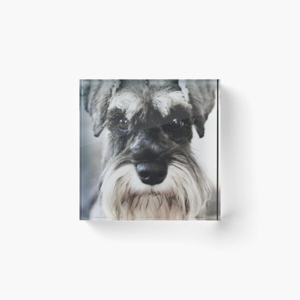Item preview, Schnauzer dog full face pets dogs cute puppy designed and sold by Coolstuff4you71.