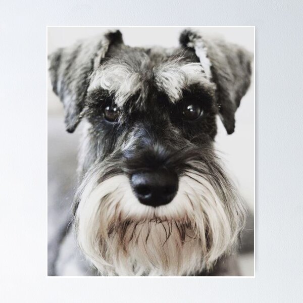 Item preview, Schnauzer dog full face pets dogs cute puppy designed and sold by Coolstuff4you71.