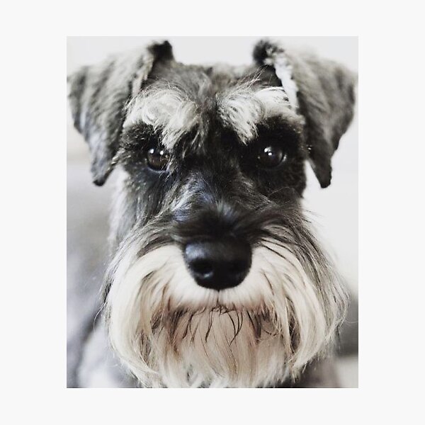 Item preview, Schnauzer dog full face pets dogs cute puppy designed and sold by Coolstuff4you71.