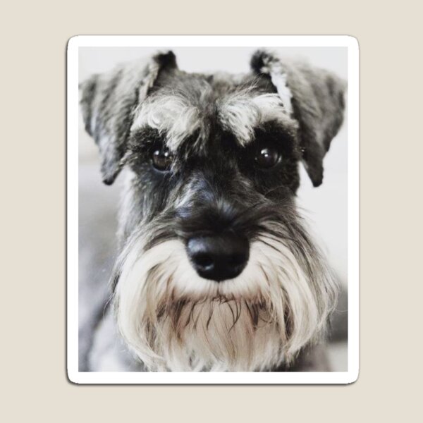 Item preview, Schnauzer dog full face pets dogs cute puppy designed and sold by Coolstuff4you71.