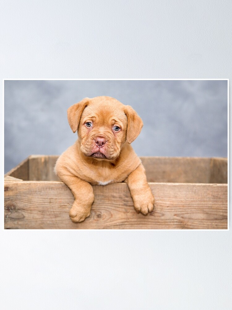 Bordeaux Puppy Dogue De Bordeaux Free To Good Home Cute Dogue De