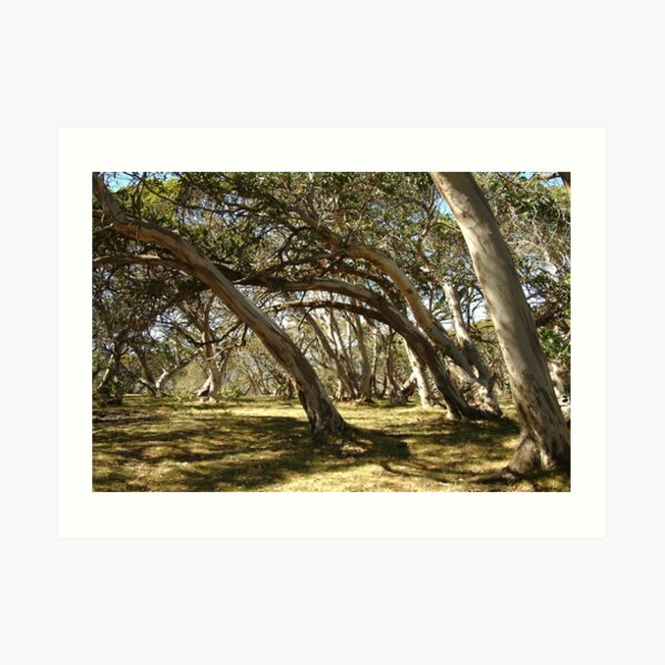 Joe Mortelliti Gallery - Wind swept snow gums, alpine Victoria, Australia. Art Print