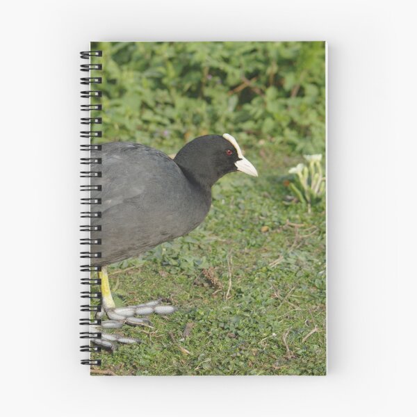 Item preview, British Coot designed and sold by Adrian Wale.