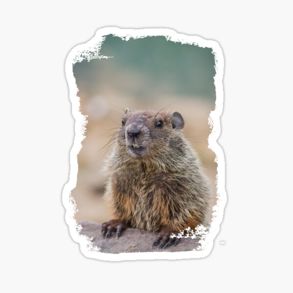Groundhog with grunge effect - Grunge Groundhog for Groundhog Day Sticker