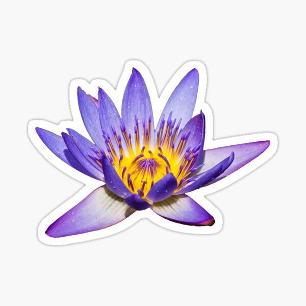 Water Lily Sticker