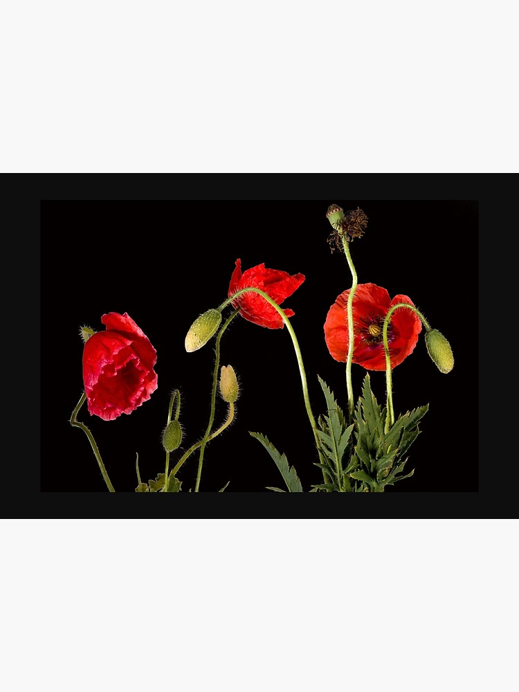 Vibrant Red Poppies On Black by ThatsMyStyle