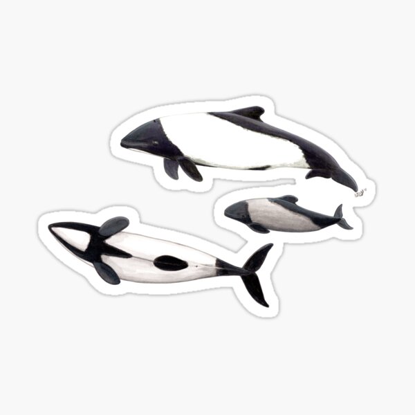 Item preview, Commerson´s dolphins designed and sold by chloeyzoard.