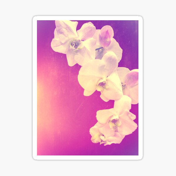 Pink Orchid Sticker