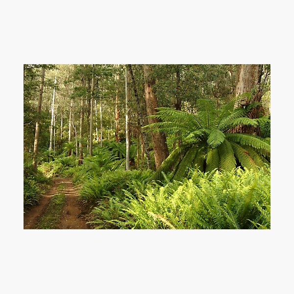 Item preview, Joe Mortelliti Gallery - Haunted Stream track, near Dawson City, alpine Victoria, Australia. designed and sold by thisisaustralia.