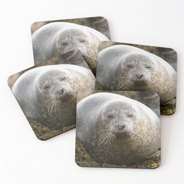Item preview, Grey seal designed and sold by pietrofoto.