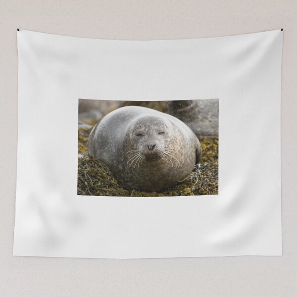 Item preview, Grey seal designed and sold by pietrofoto.