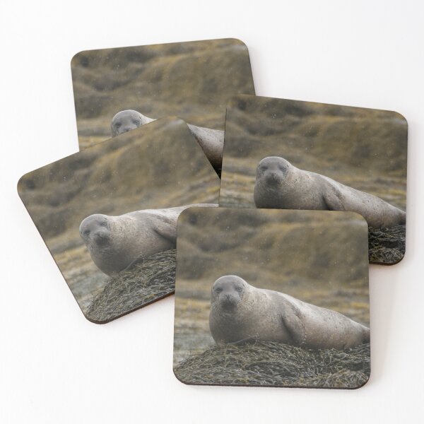Item preview, Grey seal designed and sold by pietrofoto.