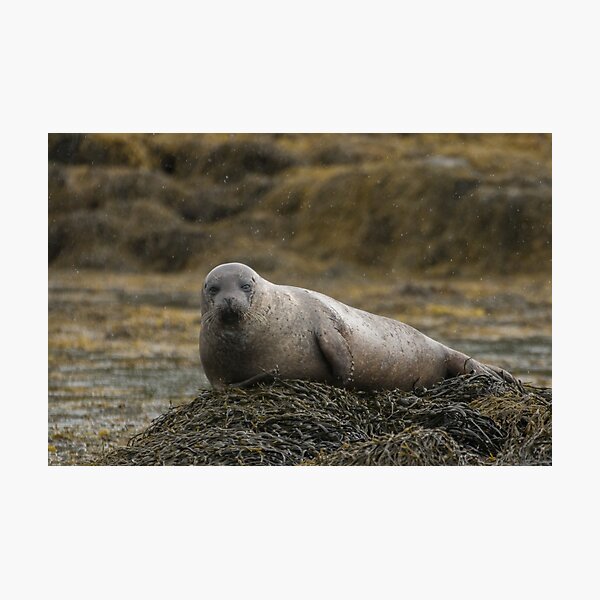 Grey seal Photographic Print