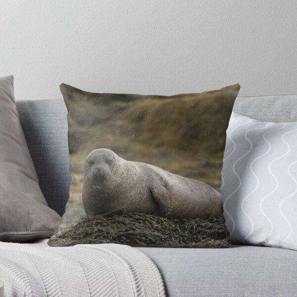 Item preview, Grey seal designed and sold by pietrofoto.