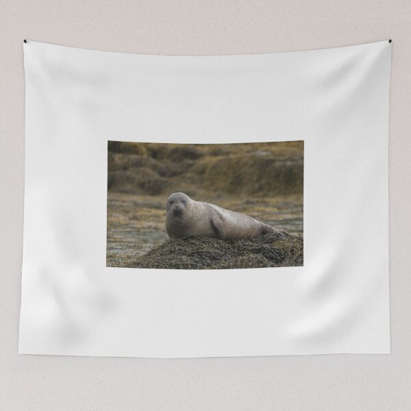 Item preview, Grey seal designed and sold by pietrofoto.