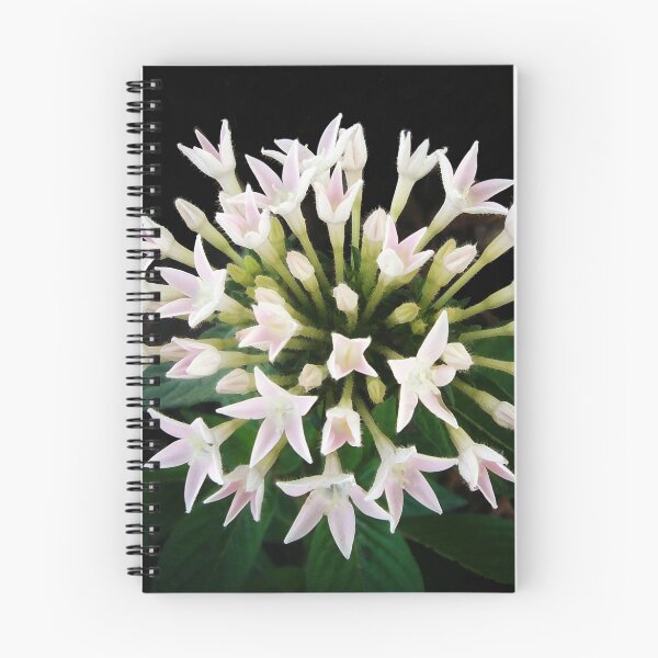 Item preview, Pentas designed and sold by Frankie Cat Photography.