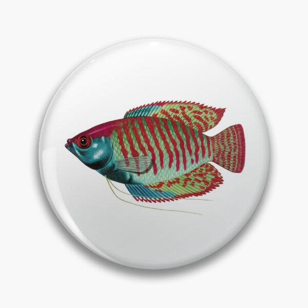 Item preview, Fish Art - Dwarf Gourami - Vintage Print designed and sold by Studio66Designs.