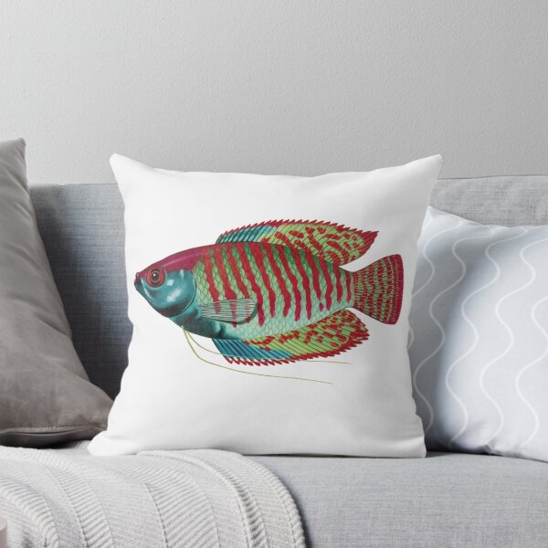 Item preview, Fish Art - Dwarf Gourami - Vintage Print designed and sold by Studio66Designs.