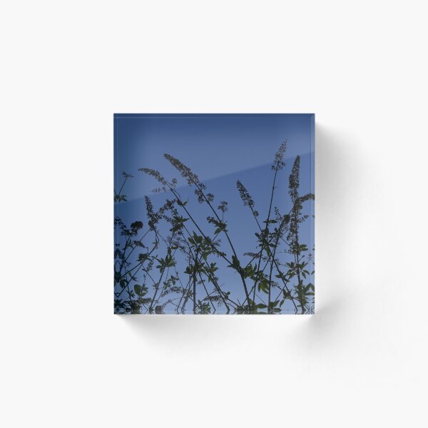 Buddleja with winter seedheads, York (vertical) Acrylic Block