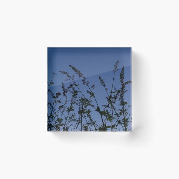 Item preview, Buddleja with winter seedheads, York (vertical) designed and sold by paulboizot.