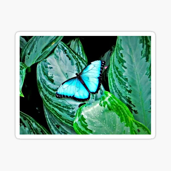 Blue Morpho Butterfly Sticker - Salty Kai