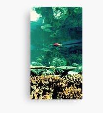 Little Fish in a Big Blue World Canvas Print