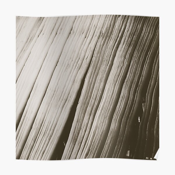 Whale Baleen Poster