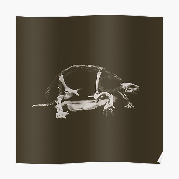 Turtle Skeleton Poster
